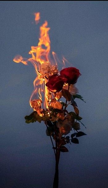 ROCK N ROSE