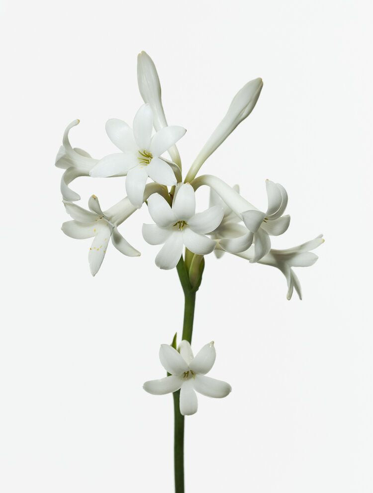 Flowergasm