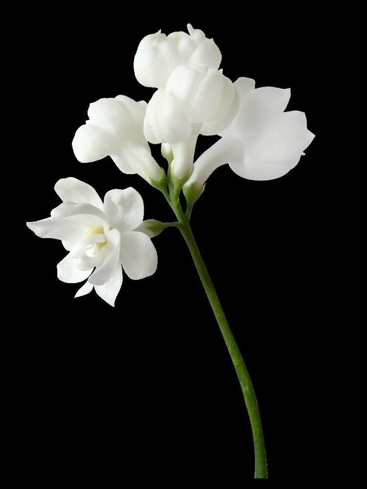 Flowergasm